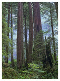 Old Growth Forest Of Coast Redwood Stand Del Norte Coast Redwoods State Park, California-Paper Art-38,,X50,,