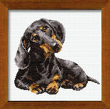 Riolis - Dachshund 906, Dogs Cross Stitch Kits 9,84 X 9,84, Counted Cross Stitch Kits, Counted Cross Stitch Kits For Beginne