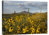 Saguaro Cacti And Brittlebush At Picacho Peak State Park, Arizona-Canvas Art-24X18