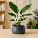 Urban Plant Metal Flower Planter For Living Room | Office Decor Item | Succulent Pots | Table Top Planter | Gift Item, Grey