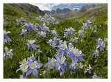 Colorado Blue Columbine Flowers In American Basin, Colorado-Paper Art-34,,X26,,