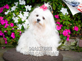 2025 2026 Maltese Calendar - Dog Breed Monthly Wall Calendar - 12 x 18 Open - Thick No-Bleed Paper - Giftable - Academic Teacher