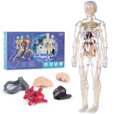 Human Body Model for Kids, Fully Transparent Body, 29 Piece Anatomy Figure 3D Anatomy Kit - Removable Organs, Bones STEM Toy for