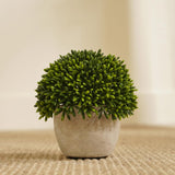 Pure Home And Living Green Faux Round Grass With Cement Pot