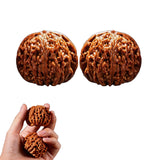 1 Pair Rudraksha Wenwan Walnut, Tools For Enthusiasts And Students To Play With, Portable Focus Tool For Study Sessions, Joint H