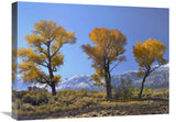 Cottonwood Trees, Fall Foliage, Carson Valley, Nevada-Canvas Art-24X18