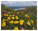 California Poppy Field, Montano De Oro State Park, California-Paper Art-37,,X30,,