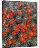 Claret Cup Cactus Detail Of Flowers In Bloom, North America-Canvas Art-18X24