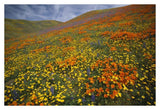Hills Covered With California Poppies And Lupine Tehachapi Mountains, California-Paper Art-38,,X26,,