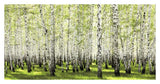 Birch Forest In Spring-Paper Art-38,,X20,,