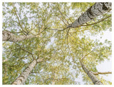 Birch Woods In Spring-Paper Art-50,,X38,,