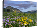 Meadow Of Orange Sneezeweed And Smooth Aster, Gothic Mountain In Distance, Colorado-Canvas Art-24X20
