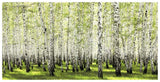 Birch Forest In Spring-Paper Art-74,,X38,,