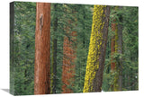 Giant Sequoia Trees In Grant Grove, Sequoia National Park, California-Canvas Art-24X18