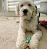 rocket & rex Dog Chew Toy Set for Small to Medium Breeds, Includes a Rope, Rubber Squeaker and Plush Toy with Ball, Reduces Dest