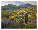 Ajo Mountains, Organ Pipe Cactus National Monument, Sonoran Desert, Arizona-Paper Art-26,,X20,,