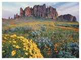 California Brittlebush Lost Dutchman State Park, Superstition Mountains, Arizona-Paper Art-42,,X32,,