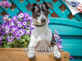2025 2026 Jack Russell Calendar - Dog Breed Monthly Wall Calendar - 12 x 18 Open - Thick No-Bleed Paper - Giftable - Academic Te