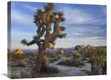 Joshua Tree, Joshua Tree National Park, California-Canvas Art-24X18