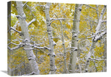 Snow-Covered Aspen Forest Near Kebbler Pass, Gunnison National Forest, Colorado-Canvas Art-24X18