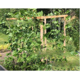 Zoomella HeavyDuty Plant Trellis Netting Garden Vines Plant Climbing Net 3.3 X 10M|Trellises|Home & Garden