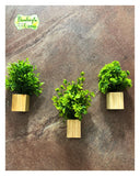 Bombay Greens ; Sow, Grow, Eat, Repeat Wooden Wall Planter| Mini Square Wall Planter For Indoor Plant| For Living Room,Kitchen,O
