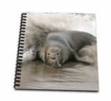 3dRose db_88181_2 California, Bull Northern Elephant Seal US05 BJA0165 Jaynes Gallery Memory Book, 12 by 12Inch