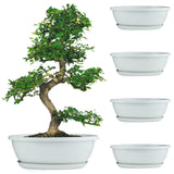 Livzing 15Inch Pack Of 5 Bonsai Plant Pot With Tray Flower Pots With Drain Holes Indoor Outdoor Virgin Planter Pot For Garde