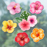 Konohan 12 Pcs/6 Pairs Screen Door Magnets Hibiscus Tropical Flower Double Sided Screen Door Magnetic Flexible Protector Decorat
