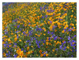 California Poppy And Desert Bluebell Flowers, Antelope Valley, California-Paper Art-34,,X26,,