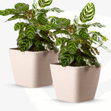 Eha Set Of 2 EarthFriendly Daisy 14 SelfWatering Pots And Planters | Bamboo Based | Uv Protected | For Indoor, Home Decor, Ou