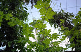 Spicado Traders Plant Climbing Net, Creeper Plant Support Net For Agriculture And Gardening 10 Feet X7 Feet (3Mx2 M)
