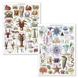 2 Pack - Vintage Aquatic Invertebrates & Crustaceans Poster Prints - Marine Life Identification Reference Charts (LAMINATED, 18