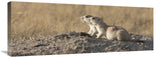 Prairie Dog Pair, Grasslands National Park, Saskatchewan, Canada-Canvas Art-36X13.32