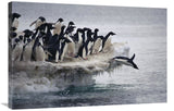 Adelie Penguin Leaping Into Sea From Ice Apron, Franklin Island, Ross Sea, Antarctica-Canvas Art-36X24