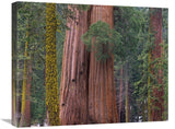 Giant Sequoia Trees, California-Canvas Art-24X20