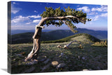 Bristlecone Pine, Mt Evans, Colorado-Canvas Art-24X18
