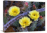 Opuntia Cactus Blooming, North America-Canvas Art-24X18