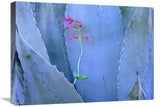Agave And ParryS Penstemon Close Up, North America-Canvas Art-24X18