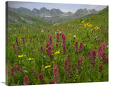 Indian Paintbrush Meadow At American Basin, Colorado-Canvas Art-35X28