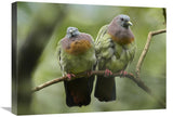Pink-Necked Green-Pigeon Pair, Jurong Bird Park, Singapore-Canvas Art-24X18
