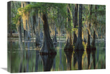 Bald Cypress Swamp, Sam Houston Jones State Park, Louisiana-Canvas Art-24X18