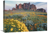 California Brittlebush Lost Dutchman State Park, Superstition Mountains, Arizona-Canvas Art-24X18