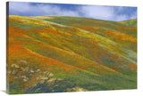 California Poppy Covered Hillside, Spring, Tehachapi Hills Near Gorman, California-Canvas Art-40X28