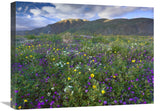 Wildflowers Carpeting The Ground Beneath Coyote Peak, Anza-Borrego Desert, California-Canvas Art-24X18