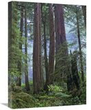 Old Growth Forest Of Coast Redwood Stand Del Norte Coast Redwoods State Park, California-Canvas Art-18X24