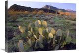 Beavertail Cactus With Picacho Mountain In The Background, Pichaco Peak State Park, Arizona-Canvas Art-24X18