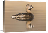 Pied-Billed Grebe In Breeding Plumage, Island Lake Recreation Area, Michigan-Canvas Art-24X18