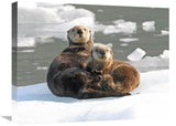 Sea Otter Female With Pup On Ice Floe, Prince William Sound, Alaska-Canvas Art-24X18