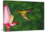 Buff-Tailed Coronet Hummingbird Feeding On Flower, Andes, Ecuador-Canvas Art-24X18